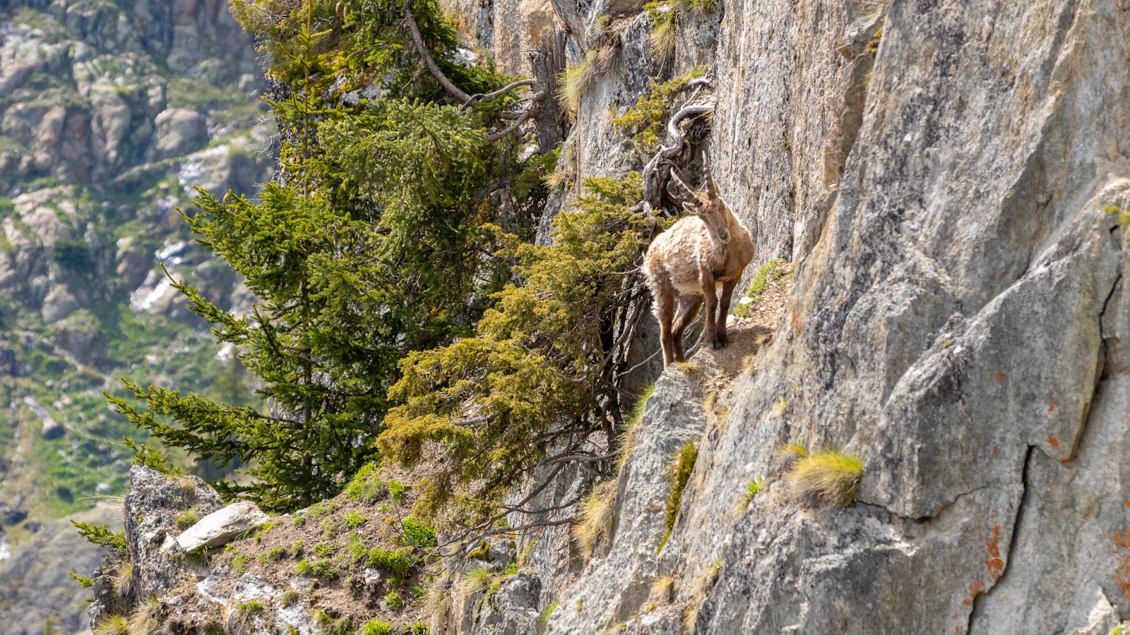 Bergziege klettert an einer Felswand – typische Tierart im Alpenzoo