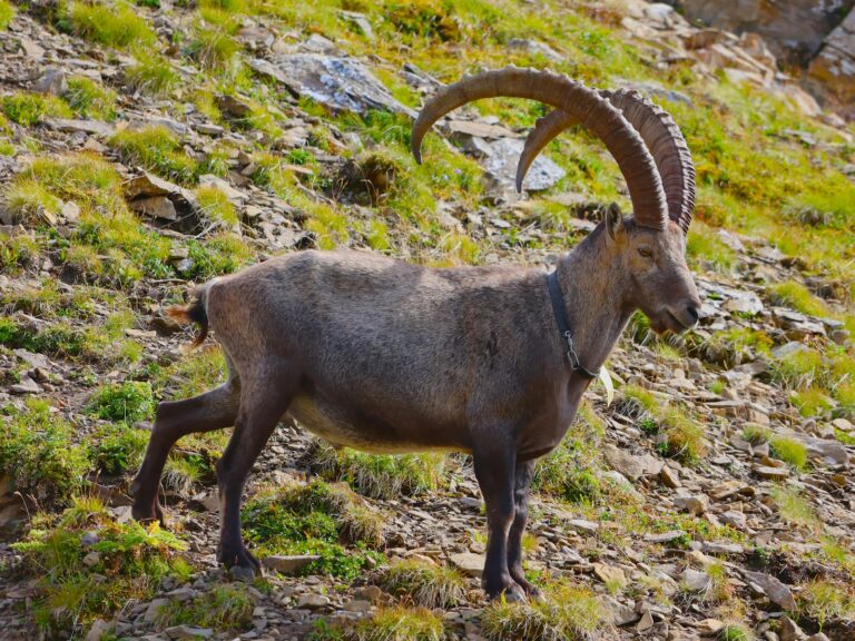 Alpensteinbock mit gebogenen Hörnern auf Felsen im Alpenzoo Innsbruck