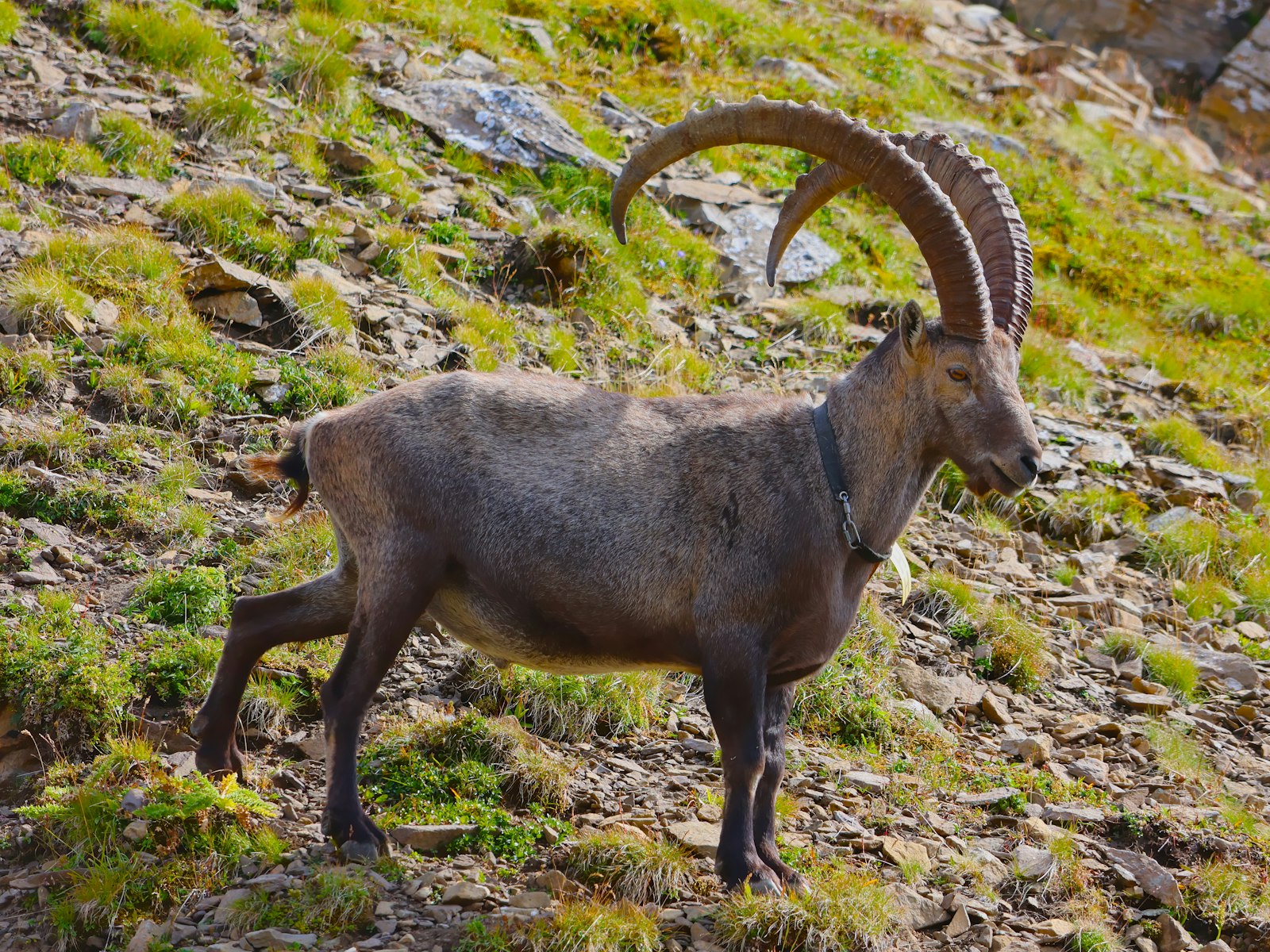 Alpensteinbock mit gebogenen Hörnern auf Felsen im Alpenzoo Innsbruck